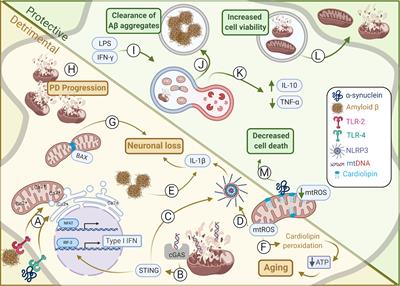 Unraveling the Link Between Mitochondrial Dynamics and Neuroinflammation